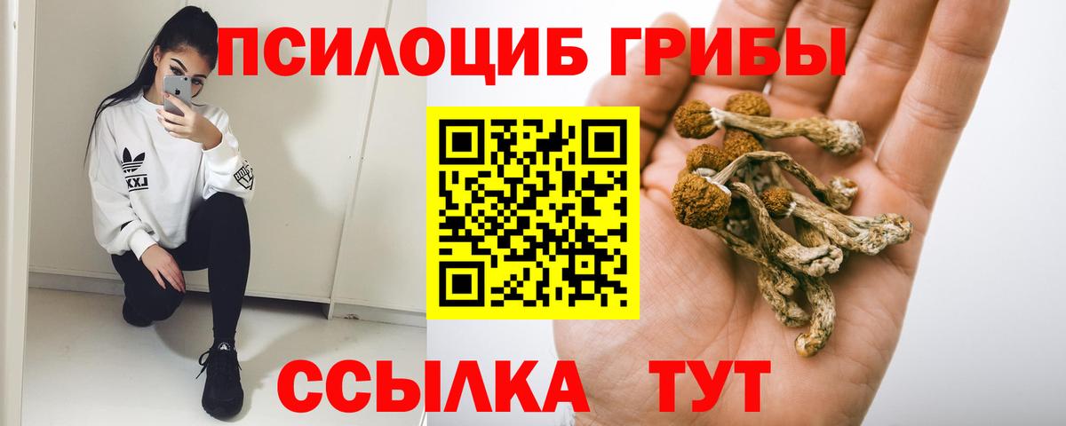 Галлюциногенные грибы Psilocybe Южноуральск